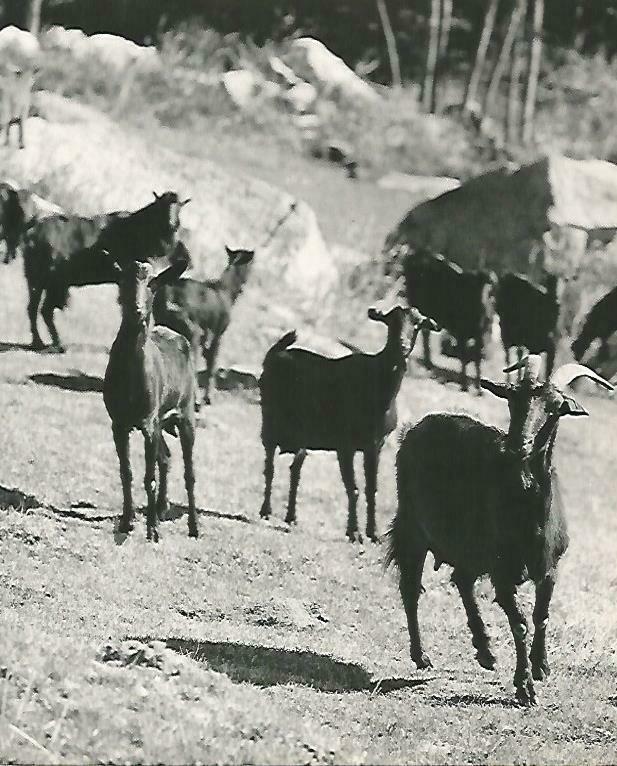 LAMINA 14723: Cabras en el Pirineo