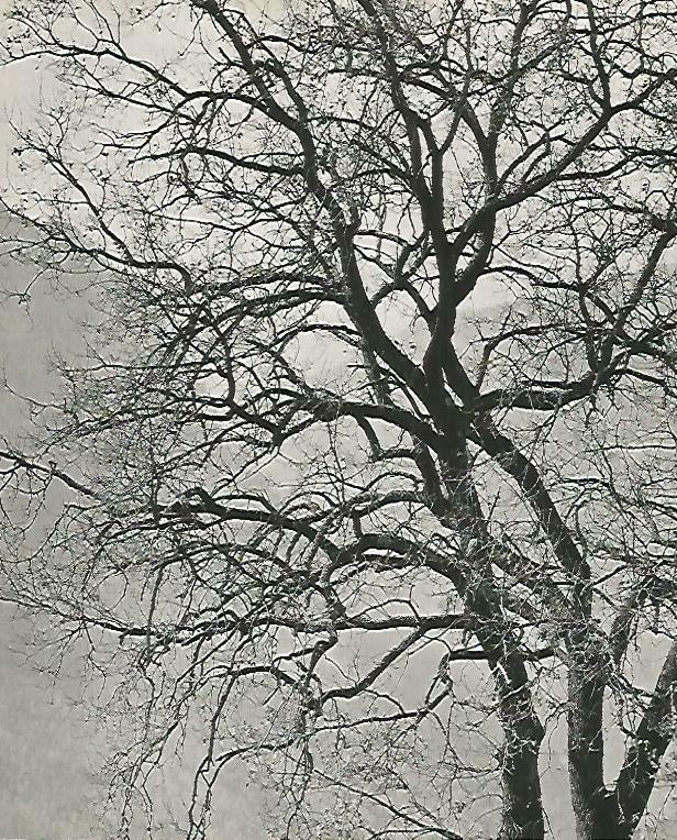 LAMINA 14721: Arbol