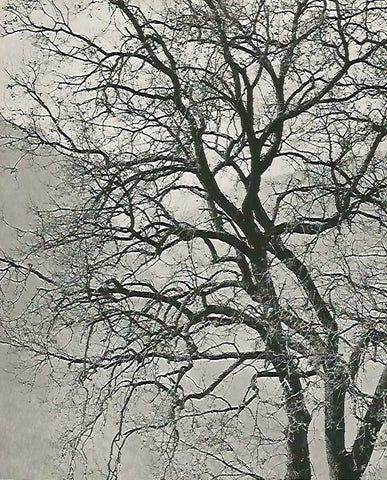 LAMINA 14721: Arbol