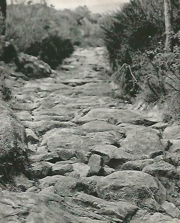 LAMINA 14725: Rocas en las Alberes