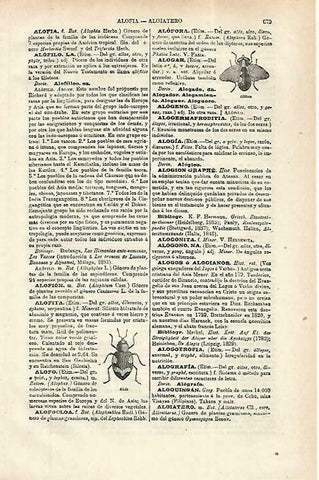 LAMINA ESPASA 33860: Alofora