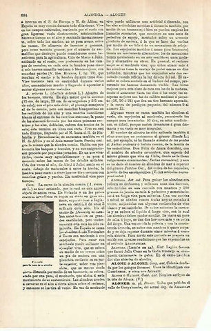 LAMINA ESPASA 33862: Espejuelo para la caza de la alondra