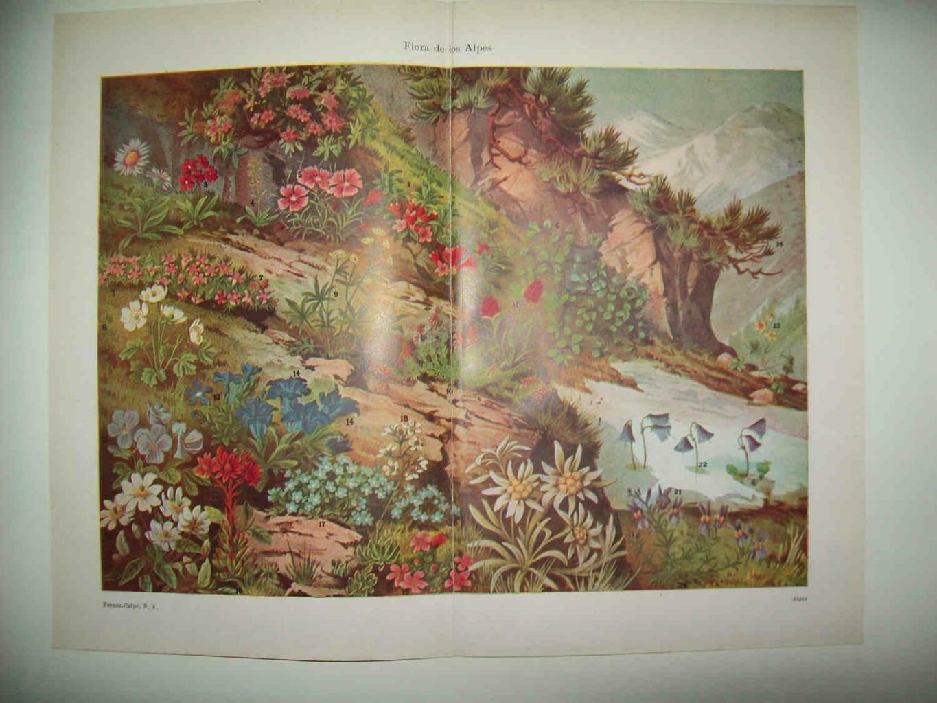 LAMINA ESPASA 33872: Flora de los Alpes