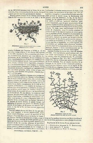 LAMINA ESPASA 33873: Helianthemum vulgare