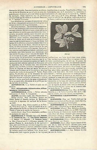 LAMINA ESPASA 33733: Alfoncigo