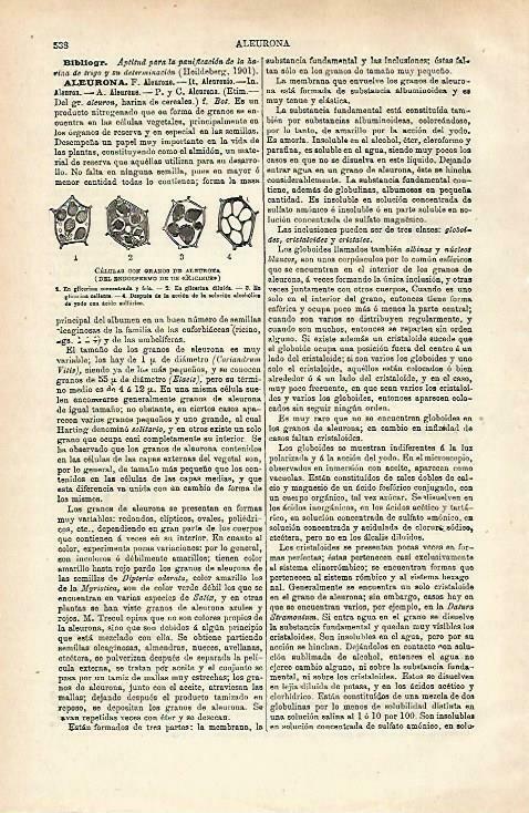 LAMINA ESPASA 33714: Celulas conn granos de aleuroma