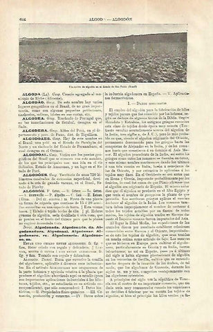 LAMINA ESPASA 33791: Plantacion de algodón en Brasil