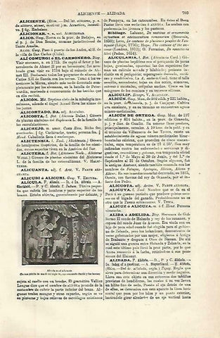 LAMINA ESPASA 33794: Alicula en el adorante