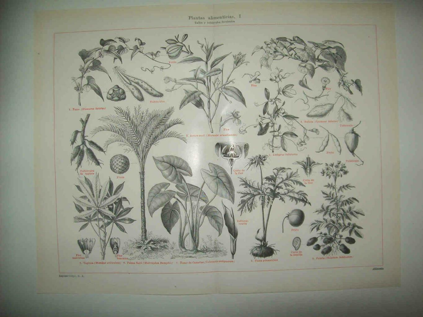 LAMINA ESPASA 33798: Tallos de plantas alimenticias
