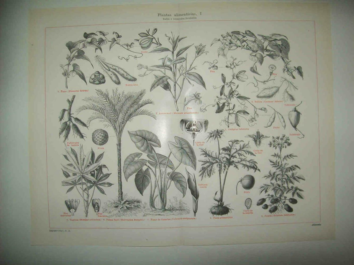 LAMINA ESPASA 33798: Tallos de plantas alimenticias