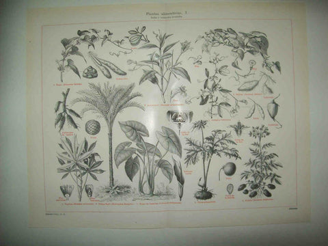 LAMINA ESPASA 33798: Tallos de plantas alimenticias
