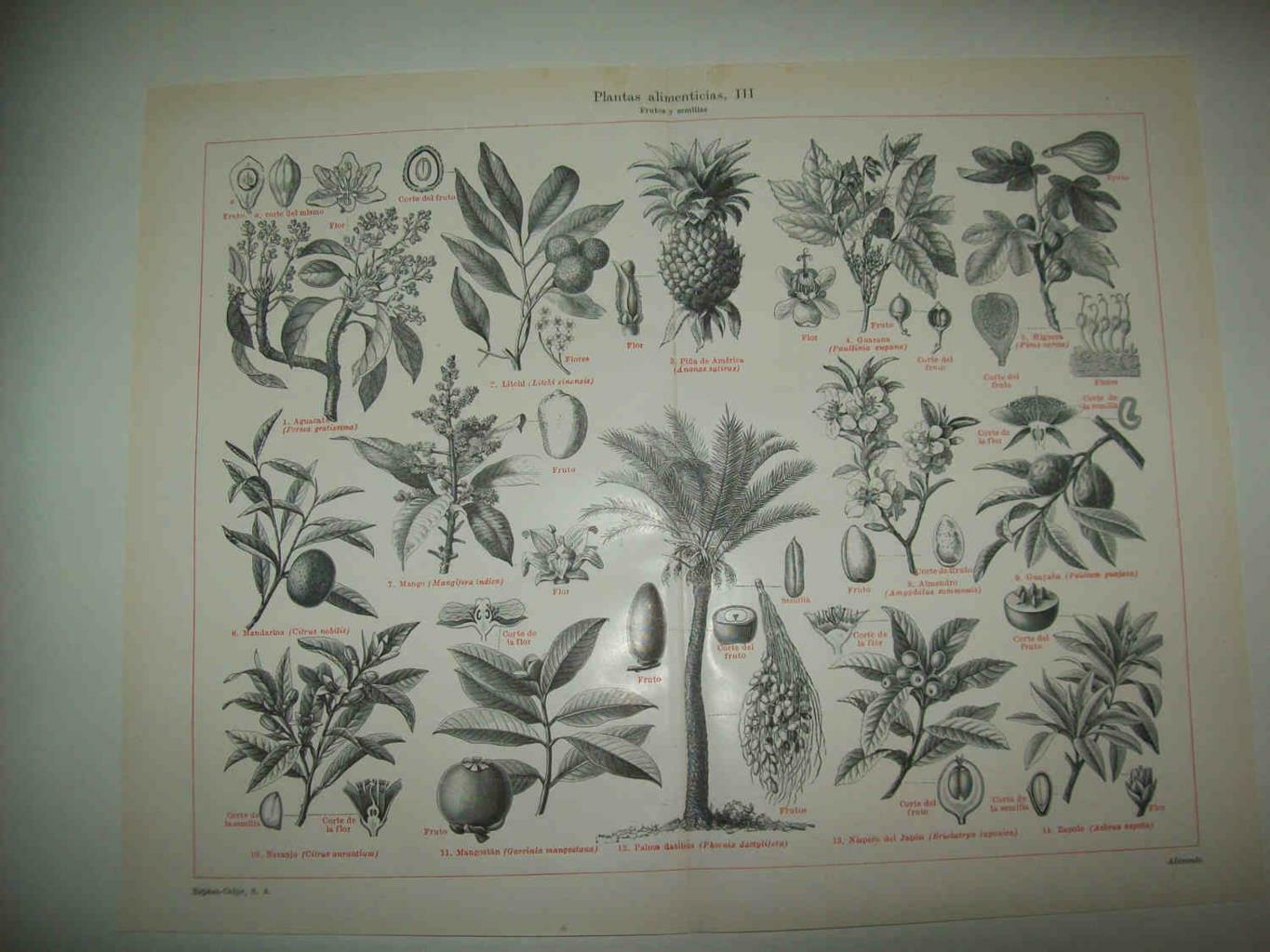LAMINA ESPASA 33800: Frutos de plantas alimenticias