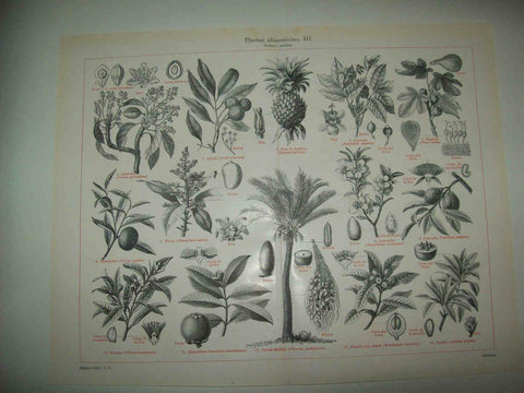 LAMINA ESPASA 33800: Frutos de plantas alimenticias
