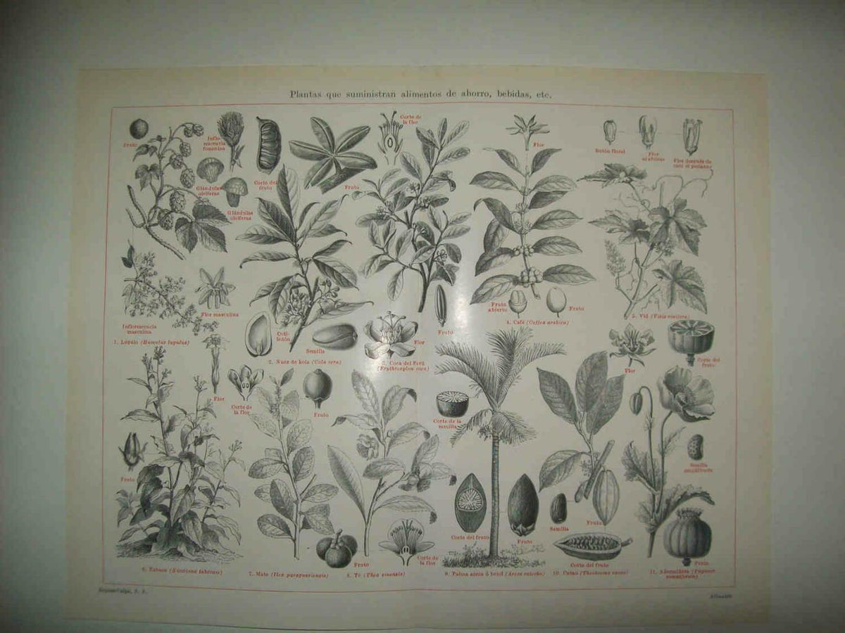 LAMINA ESPASA 33801: Plantas alimenticias
