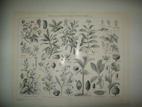 LAMINA ESPASA 33801: Plantas alimenticias