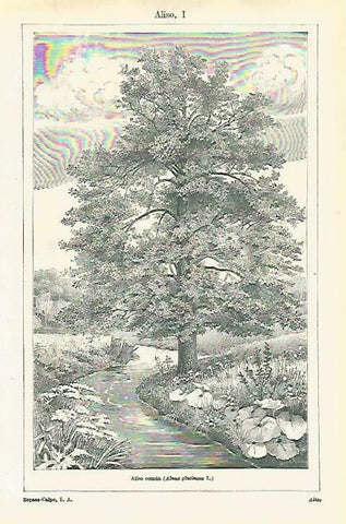 LAMINA ESPASA 33806: Aliso comun o Almus glutinosa L.