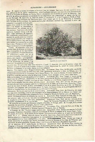 LAMINA ESPASA 33757: Algarrobo