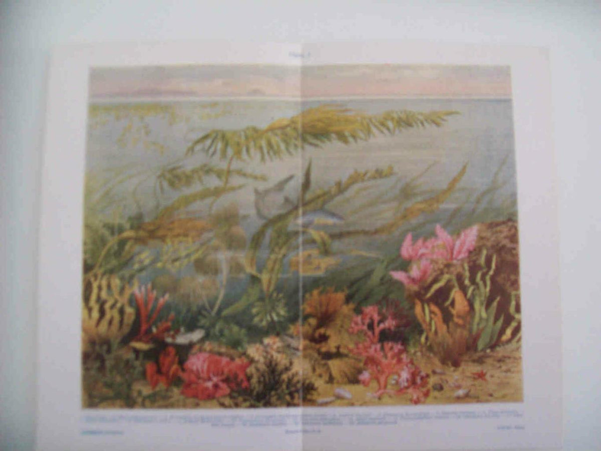 LAMINA ESPASA 33758: Algas