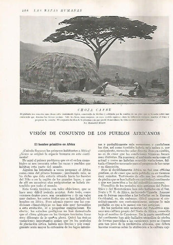 LAMINA 15643: Choza Cafre