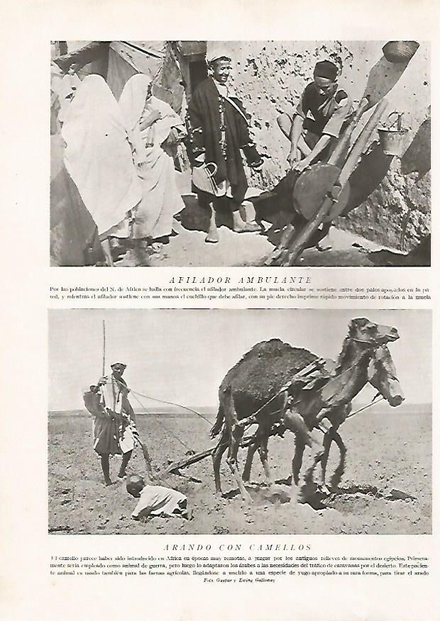 LAMINA 15711: Afilador ambulante y arando con camello