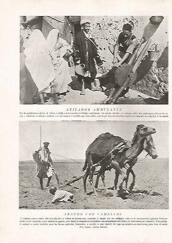 LAMINA 15711: Afilador ambulante y arando con camello