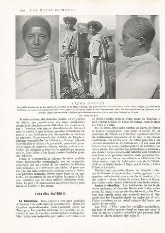 LAMINA 15714: Gallas