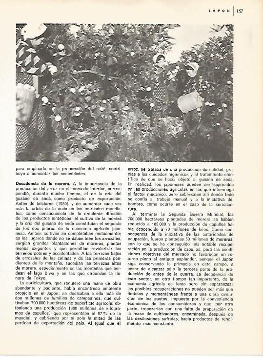 LAMINA 15362: Recoleccion de mandarinas en Japon