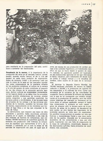 LAMINA 15362: Recoleccion de mandarinas en Japon