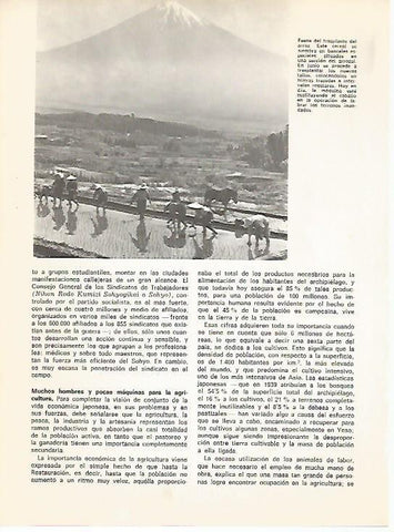 LAMINA 15359: Trasplante del arroz