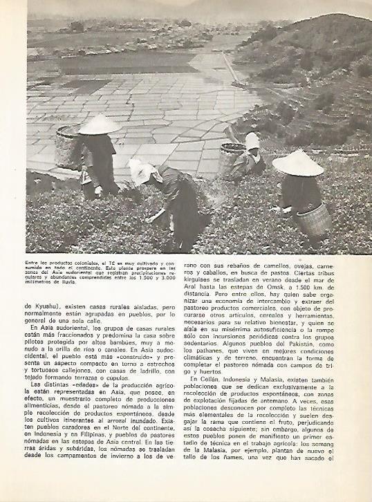 LAMINA 15337: Recoleccion del te