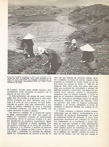 LAMINA 15337: Recoleccion del te