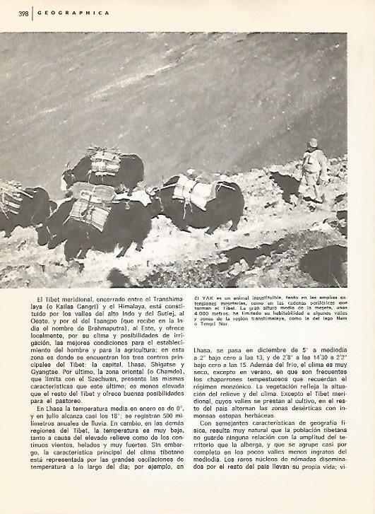 LAMINA 15493: Yak