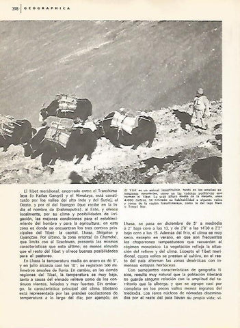 LAMINA 15493: Yak
