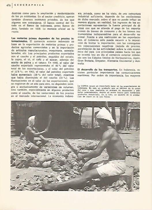 LAMINA 15536: Extraccion de copra en Indonesia