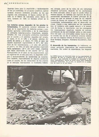 LAMINA 15536: Extraccion de copra en Indonesia