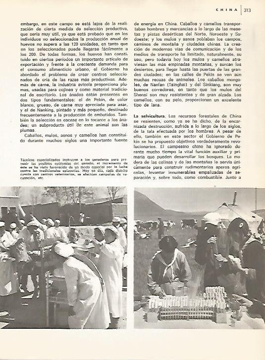 LAMINA 15449: Tecnicos instruyen a ganaderos en China