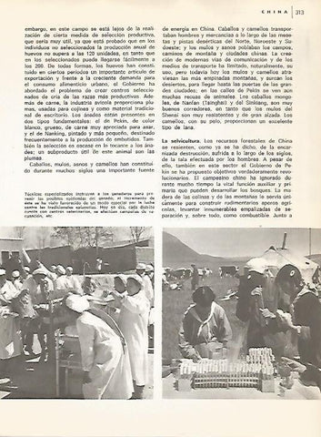 LAMINA 15449: Tecnicos instruyen a ganaderos en China