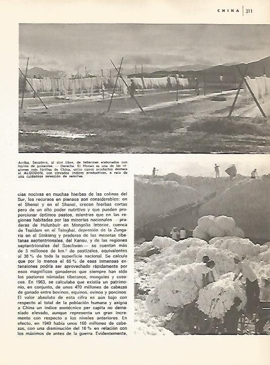 LAMINA 15448: Secadero de tallarines en  China