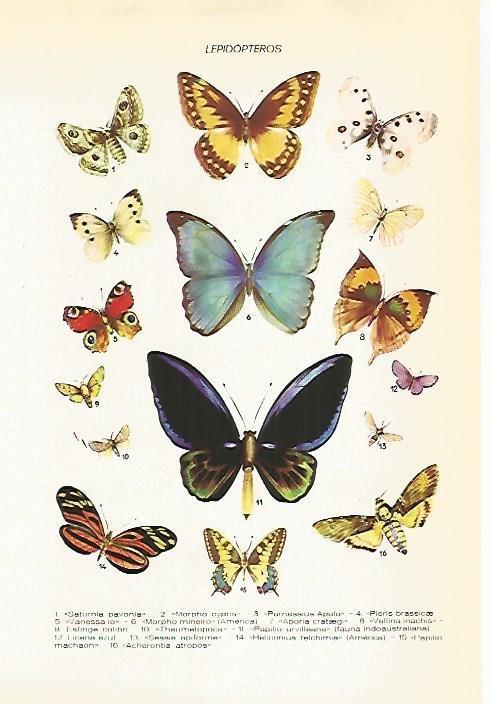 LAMINA VOX 16858: Especies de mariposas