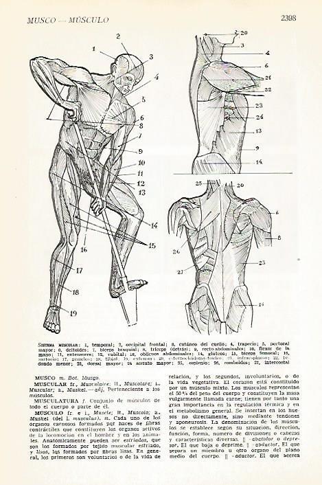 LAMINA VOX 16961: Sistema muscular humano