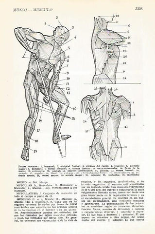 LAMINA VOX 16961: Sistema muscular humano