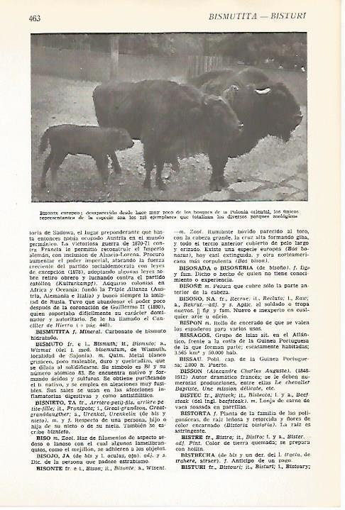 LAMINA VOX 16608: Bisonte europeo