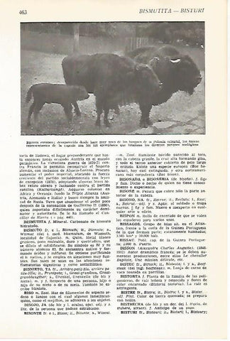 LAMINA VOX 16608: Bisonte europeo