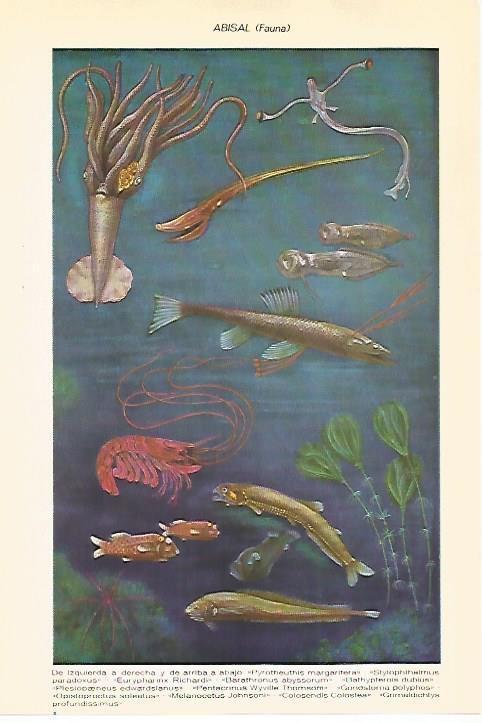 LAMINA VOX 16506: Abisal, fauna