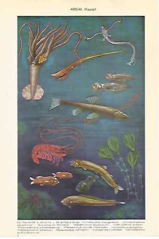 LAMINA VOX 16506: Abisal, fauna