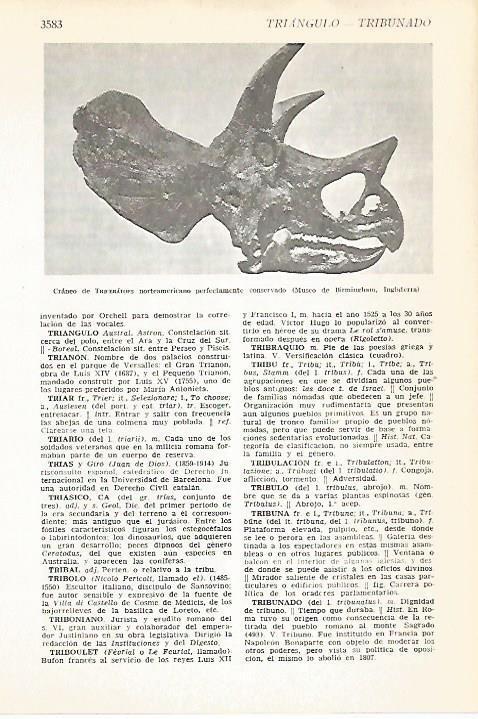 LAMINA VOX 16728: Craneo de Triceratops