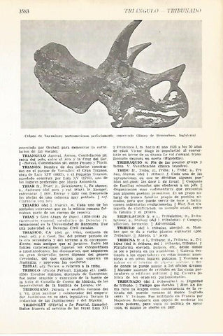 LAMINA VOX 16728: Craneo de Triceratops