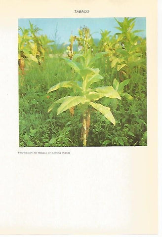 LAMINA VOX 16690:  Plantacion de tabaco en Emilia, Italia