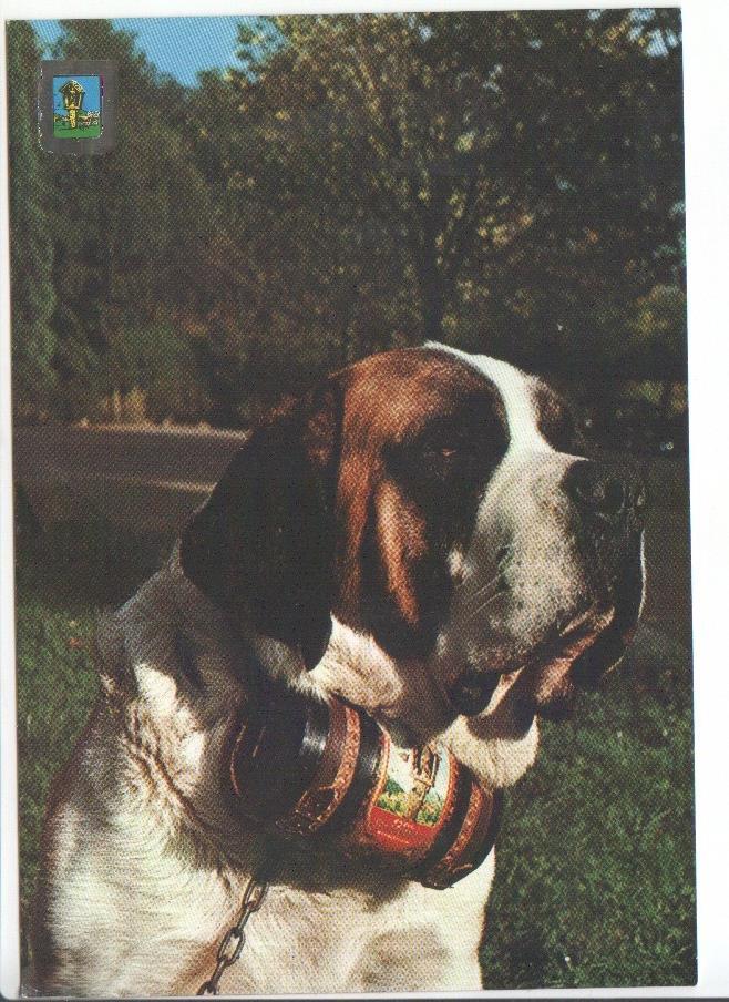 Postal JC027: San Bernat (Alt. 850 m) - Perro de San Bernardo