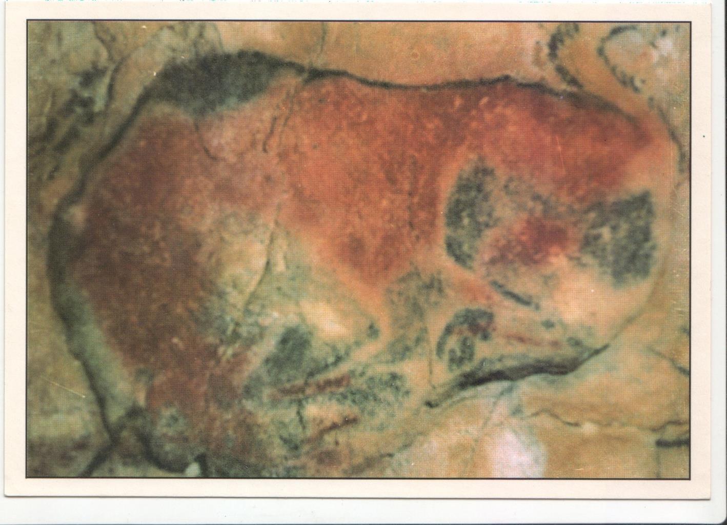 Postal JC0151: Cuevas de Altamira (Cantabria). Bisonte
